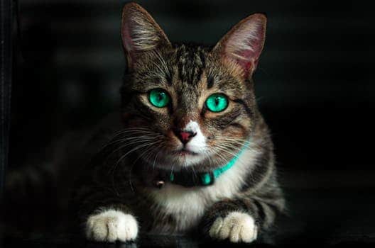 Psychic cat which predicted Nigeria-Argentina match dies of heart problem
