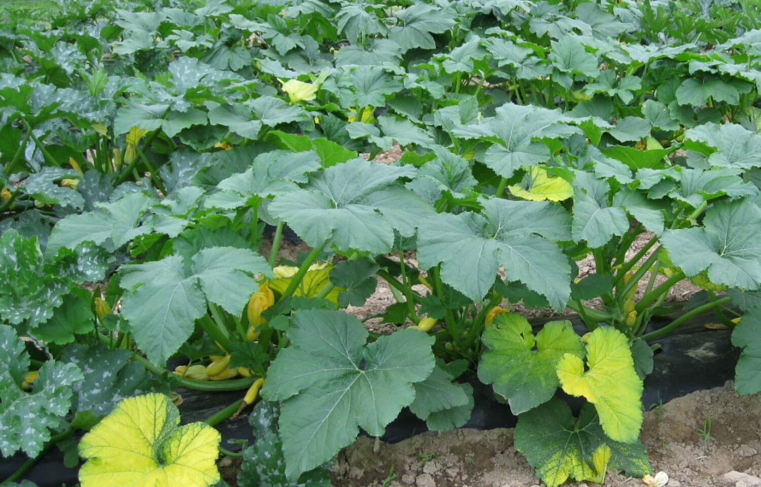 pumpkin-leaf-the-many-health-benefits-of-this-plant-kemi-filani-news