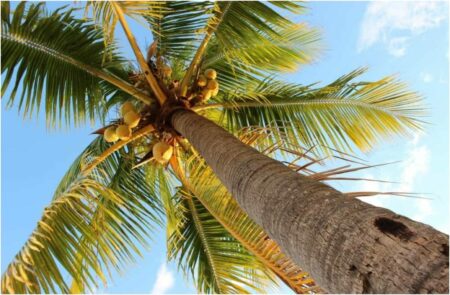 Impact of palm trees in Africa