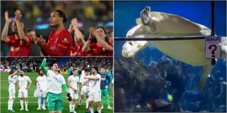 Liverpool vs Real Madrid: Yellow Turtle Predicts Who Will Win the Champions League