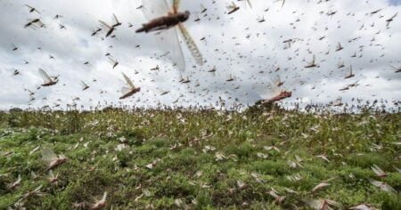 swarm birds, locusts
