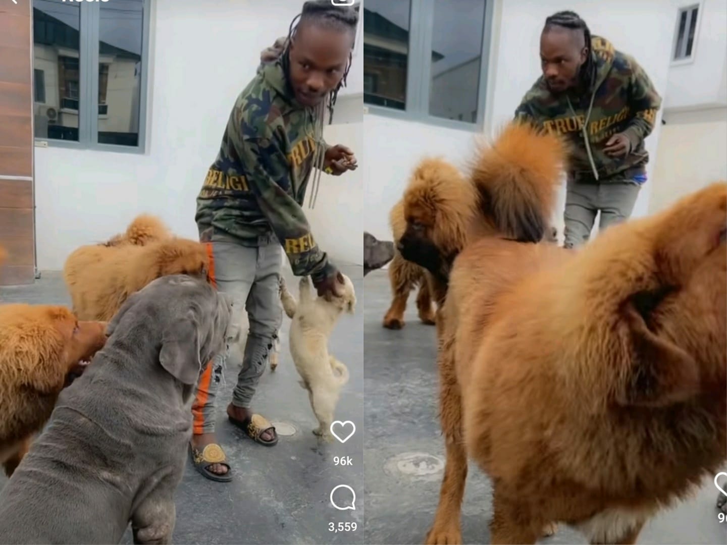 The world will be a better place if humans can love unconditionally as a dogs – Naira Marley says as he flaunts his 10 dogs