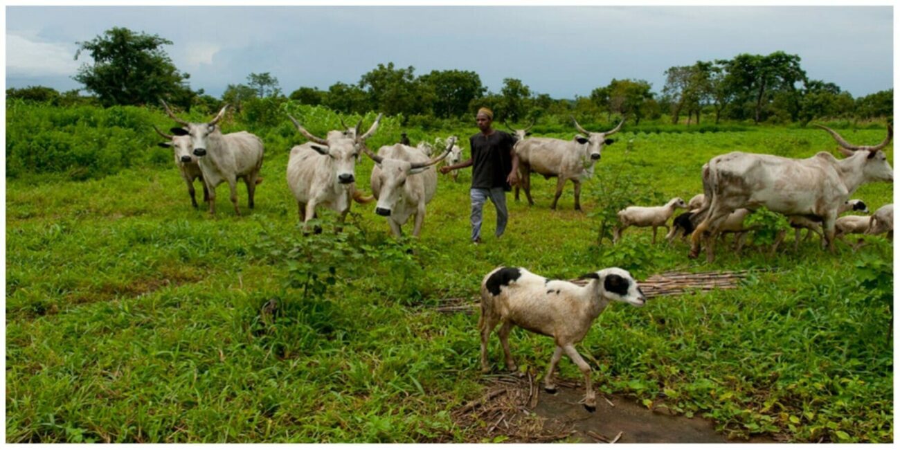 illegal cattle grazing delta