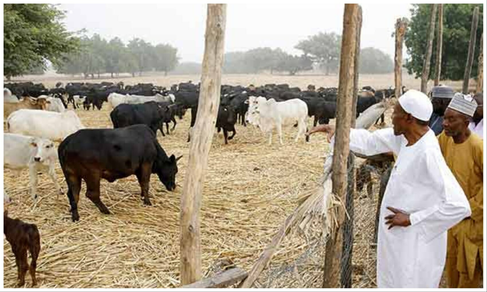 Buhari in Farm